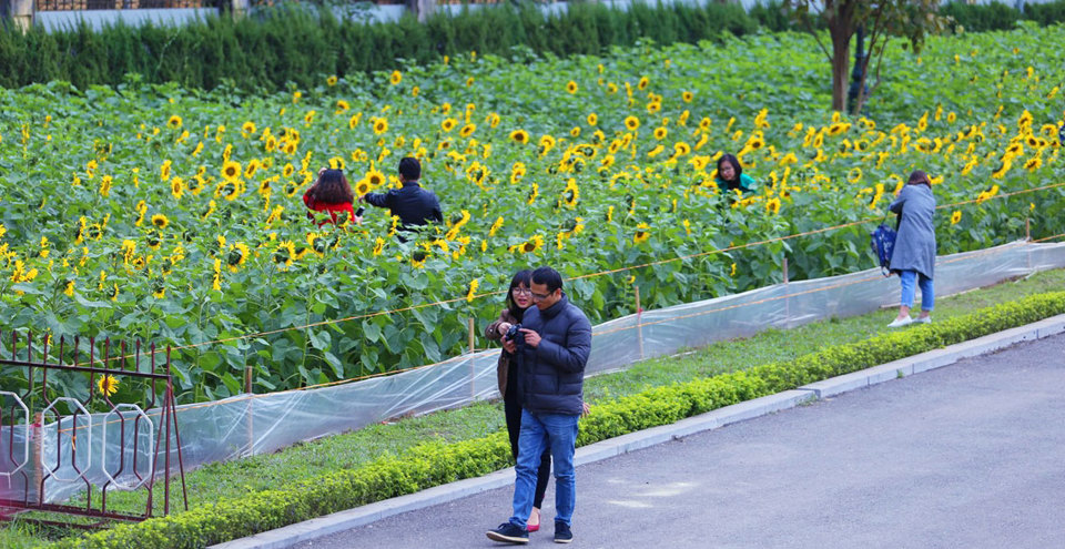 Chiêm ngưỡng vườn hoa hướng dương rực rỡ trong Hoàng Thành Thăng Long - Ảnh 9