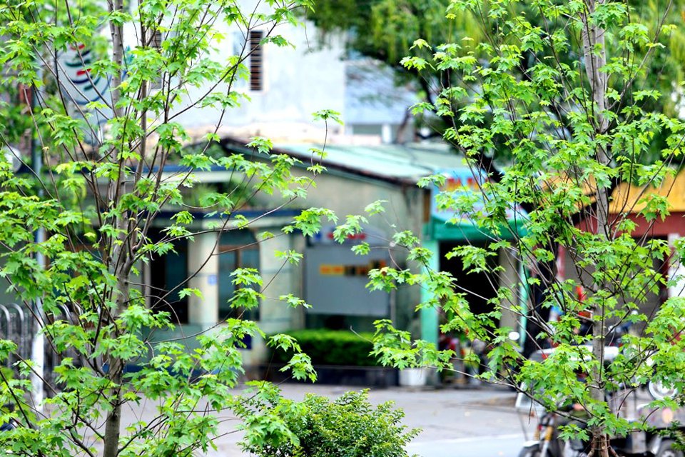 Ngắm hàng phong xanh mướt, lãng mạn trên phố Hà Nội - Ảnh 4