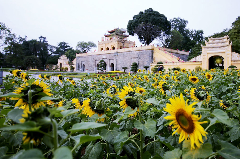 Chiêm ngưỡng vườn hoa hướng dương rực rỡ trong Hoàng Thành Thăng Long - Ảnh 14