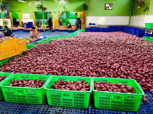 Hơn 100 tấn nông sản Việt đã xuất khẩu sang Thái Lan - Ảnh 1