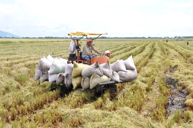 Hà Nội đã thu hoạch trên 62% diện tích lúa mùa 2019 - Ảnh 1