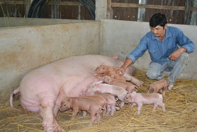 Năng suất sinh sản của lợn nái nội chỉ bằng 1/2 giống ngoại nhập - Ảnh 1