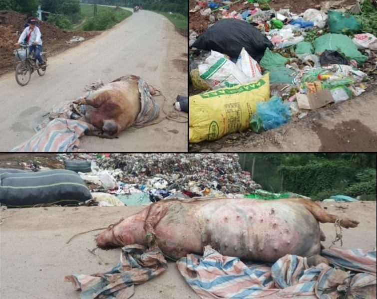 Hà Nội: Kinh hãi lợn chết vứt chỏng chơ trên đường ở Thanh Oai - Ảnh 1
