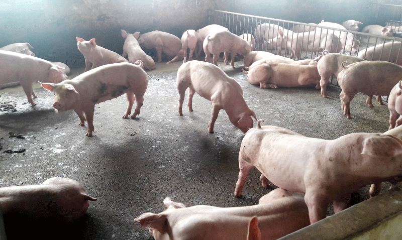 Giá lợn hơi tăng mạnh, người chăn nuôi vẫn gặp khó - Ảnh 3