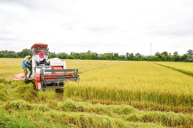 Sản lượng thóc lúa cả nước năm 2020 dự kiến đạt 43,5 triệu tấn - Ảnh 1