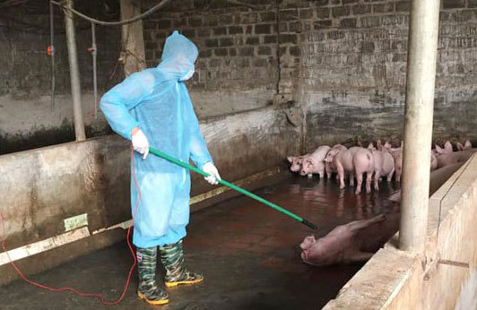 Phòng, chống bệnh dịch tả lợn châu Phi: Mạnh tay xử lý vi phạm - Ảnh 1