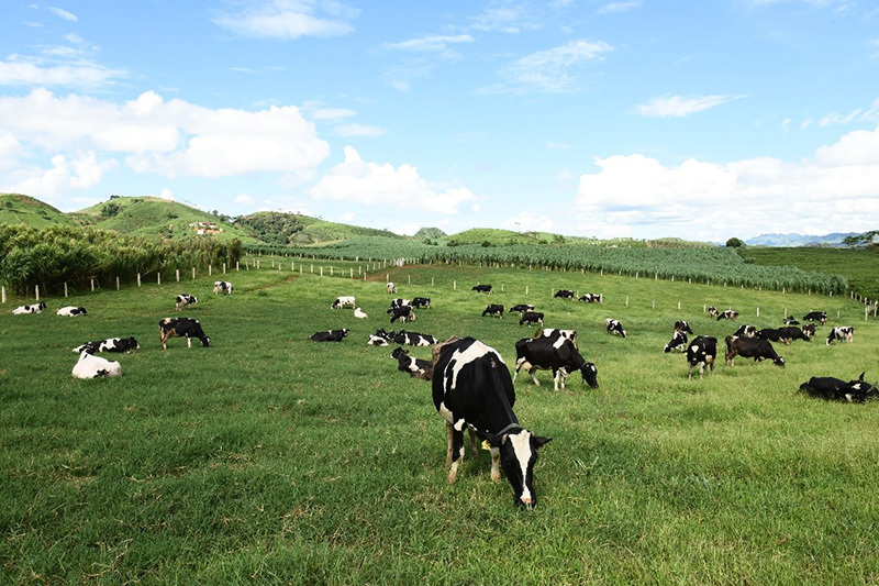 Mộc Châu Milk: 61 năm từ “người tiên phong” đến “chuyên gia bò sữa” - Ảnh 2