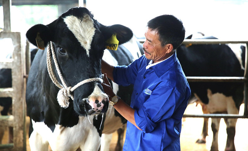 Mộc Châu Milk giữ lửa nghề nuôi bò sữa cha truyền con nối cho nông dân - Ảnh 1