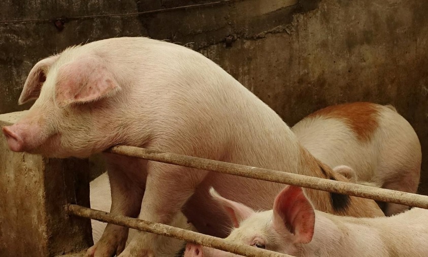 Mỹ "soi" xuất khẩu thịt lợn sang Trung Quốc - Ảnh 1