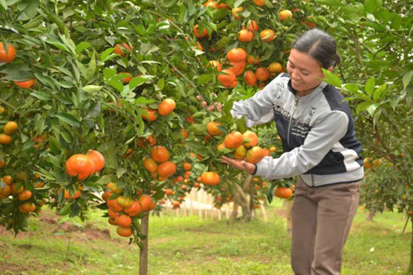 Nâng giá trị cho cây ăn quả - Ảnh 1