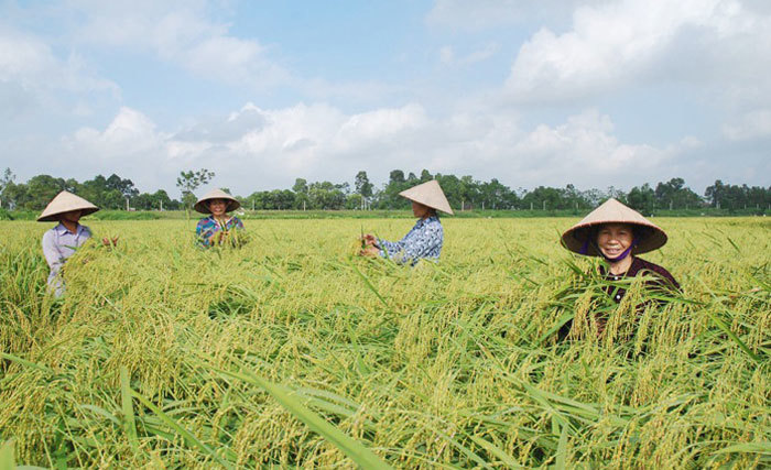 Kỳ vọng đầu ra cho nếp cái hoa vàng - Ảnh 1