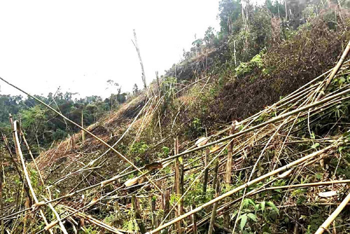 Nghệ An: Phó Chủ tịch UBND xã phá hơn 2,4 ha rừng sản xuất - Ảnh 2
