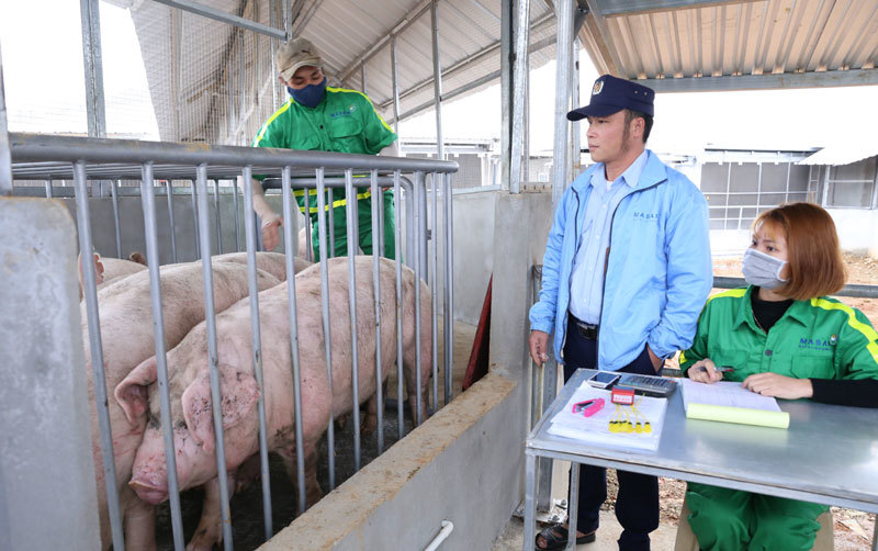Nghiên cứu nhập thịt lợn để bình ổn thị trường - Ảnh 1