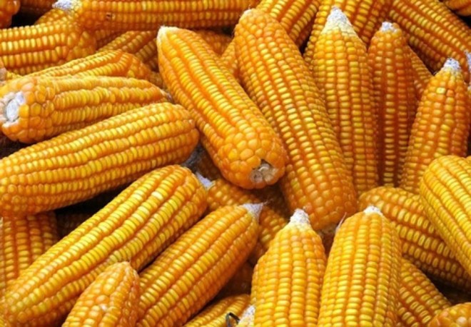 Tịch thu hơn 4.000 tấn hạt giống ngô bị xóa hạn sử dụng - Ảnh 1