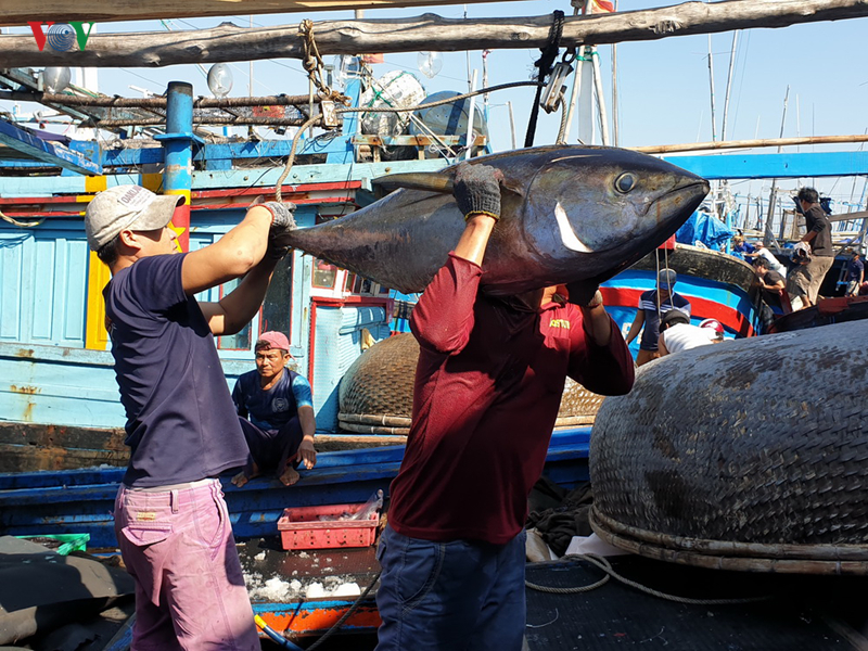 Cấp hạn ngạch để đảm bảo đánh bắt cá ngừ đại dương bền vững - Ảnh 1