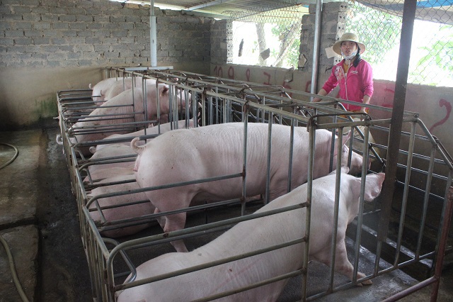 Người chăn nuôi lợn lao đao vì thị trường “đóng băng” - Ảnh 1