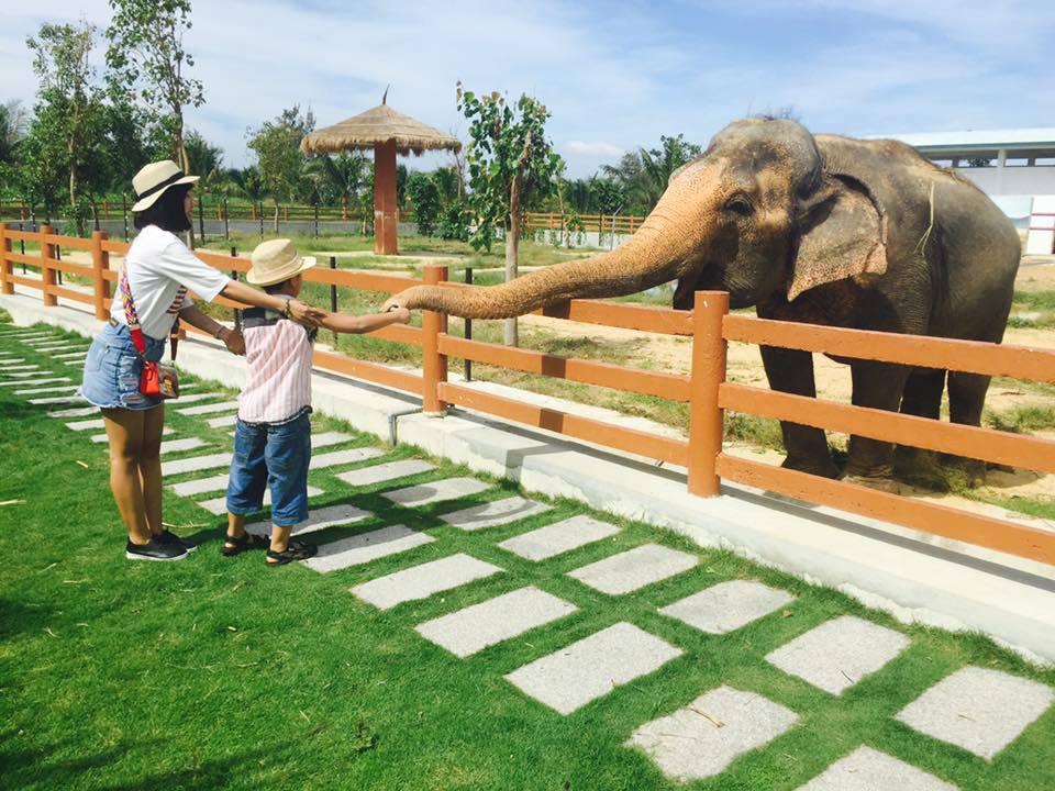 Khám phá FLC Zoo Safari Park – vườn thú bán hoang dã độc đáo tại Quy Nhơn - Ảnh 4