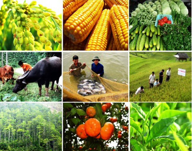Những tiềm năng và cơ hội từ nông nghiệp Việt Nam - Ảnh 1