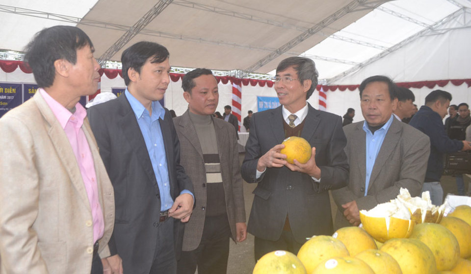 Trung tâm Phát triển cây trồng Hà Nội: Giúp nông dân trồng bưởi Diễn cho chất lượng cao - Ảnh 1