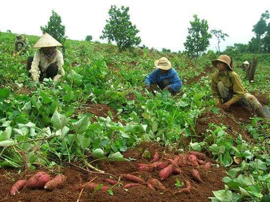 Dán tem truy xuất nguồn gốc nông sản: Nông dân chưa mặn mà - Ảnh 1