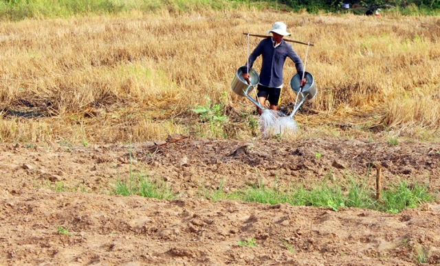 Hàng ngàn héc-ta cây trồng tại Trung Bộ, Tây Nguyên bị thiếu nước - Ảnh 1