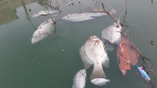Đà Nẵng: Kênh nước đổi màu xanh khiến cá chết hàng loạt - Ảnh 1
