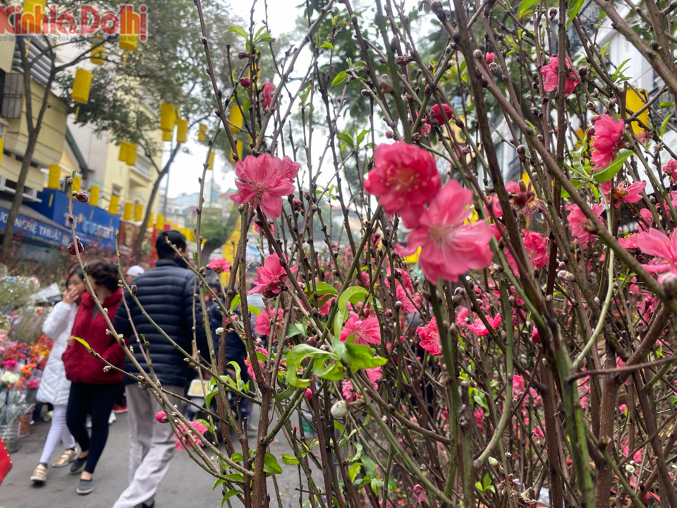 [Ảnh] Chợ hoa lâu năm ở Hà Nội tấp nập những ngày cận Tết Nguyên đán 2020 - Ảnh 8
