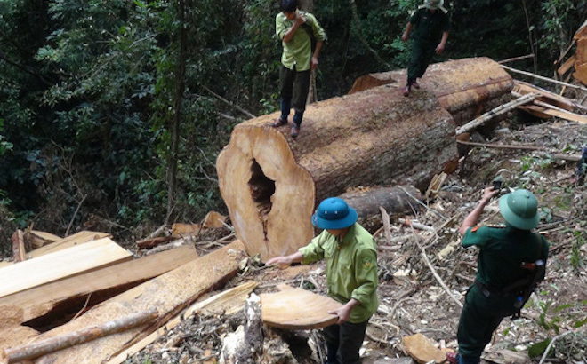 Phạt nặng hành vi khai thác rừng trái pháp luật - Ảnh 1