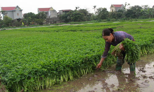 Tăng thu nhập nhờ trồng rau cần trái vụ - Ảnh 1