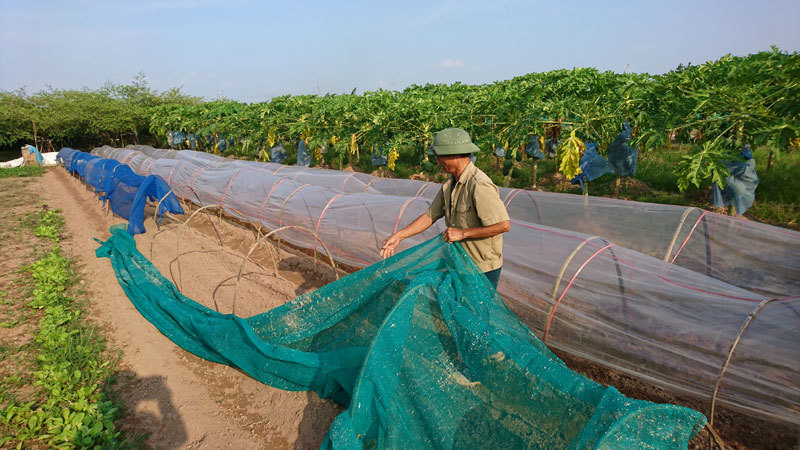 Hà Đông: Mô hình sản xuất rau trái vụ thu nhập hàng trăm triệu đồng mỗi héc-ta/năm - Ảnh 1