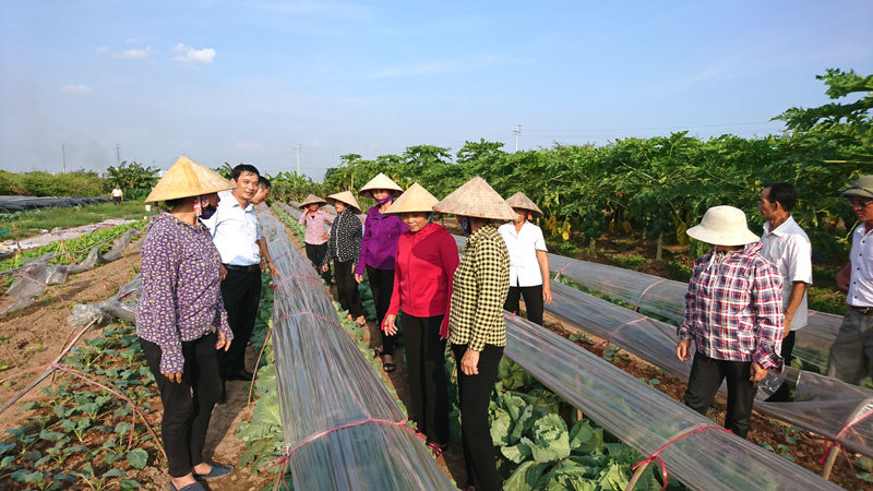 Hà Đông: Mô hình sản xuất rau trái vụ thu nhập hàng trăm triệu đồng mỗi héc-ta/năm - Ảnh 3