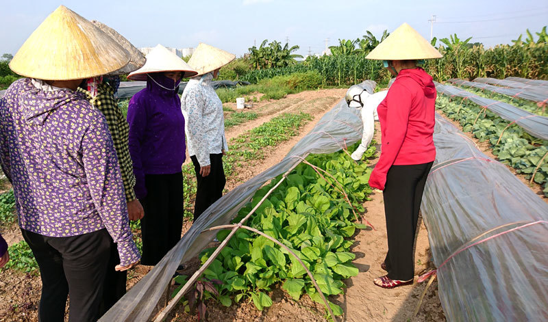 Hà Đông: Mô hình sản xuất rau trái vụ thu nhập hàng trăm triệu đồng mỗi héc-ta/năm - Ảnh 4