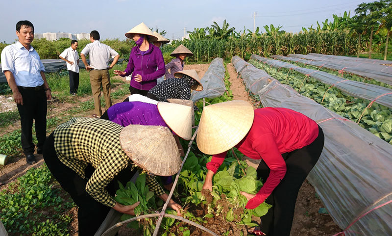 Hà Đông: Mô hình sản xuất rau trái vụ thu nhập hàng trăm triệu đồng mỗi héc-ta/năm - Ảnh 6