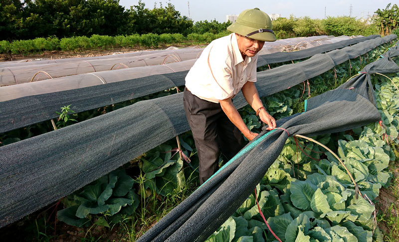 Hà Đông: Mô hình sản xuất rau trái vụ thu nhập hàng trăm triệu đồng mỗi héc-ta/năm - Ảnh 2