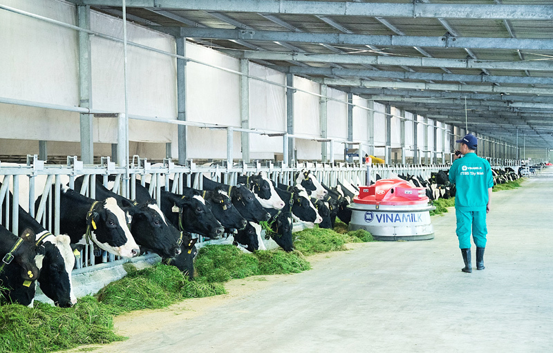 Người tiêu dùng hưởng lợi từ những "resort" bò sữa chuẩn Global G.A.P của Vinamilk - Ảnh 2