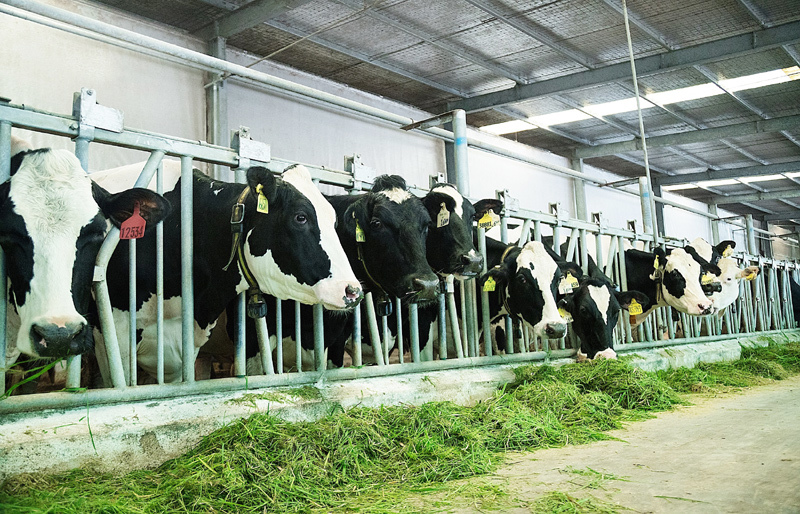 Người tiêu dùng hưởng lợi từ những "resort" bò sữa chuẩn Global G.A.P của Vinamilk - Ảnh 4