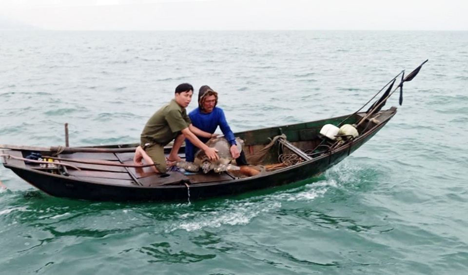 Hà Tĩnh: Rùa biển nặng gần 40kg được thả về môi trường tự nhiên - Ảnh 1