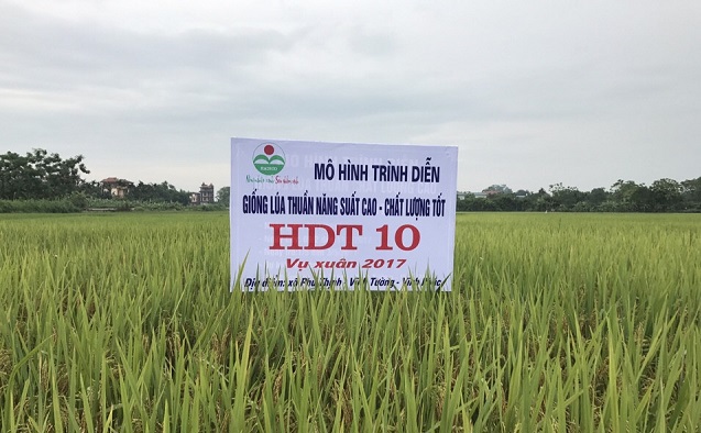 HADICO mở rộng địa bàn gieo trồng giống lúa HDT10 - Ảnh 1