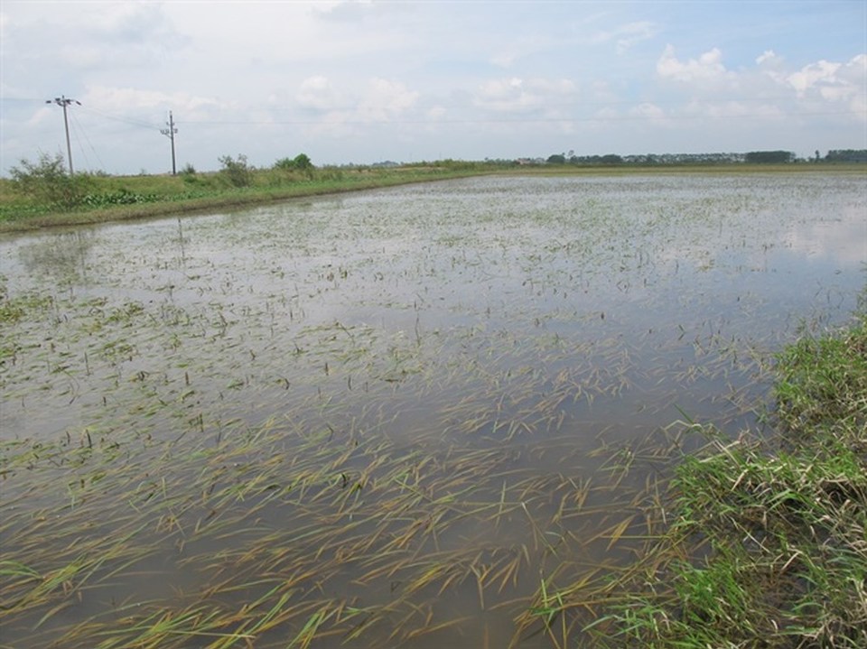 Hà Nội: Trên 700ha cây trồng bị ngập sâu - Ảnh 1
