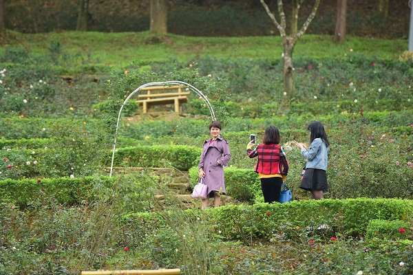Nô nức check in tại vườn hồng lớn nhất Việt Nam - Ảnh 1