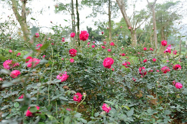 Nô nức check in tại vườn hồng lớn nhất Việt Nam - Ảnh 2