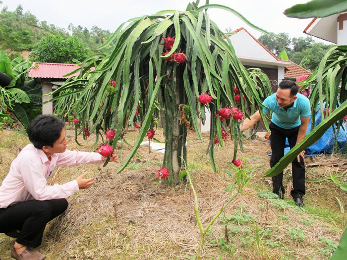 Xây dựng nông thôn mới huyện Sóc Sơn: Đòn bẩy từ tăng trưởng nông nghiệp - Ảnh 1