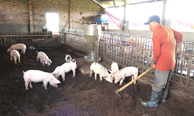 “Sống khỏe” nhờ nuôi lợn an toàn sinh học - Ảnh 1