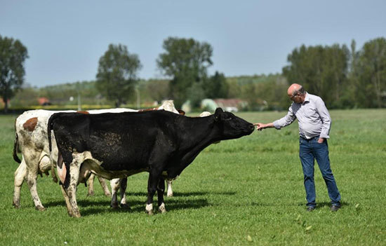 Khám phá 5 đặc quyền chỉ dành cho tín đồ của sữa organic chuẩn Hà Lan - Ảnh 4