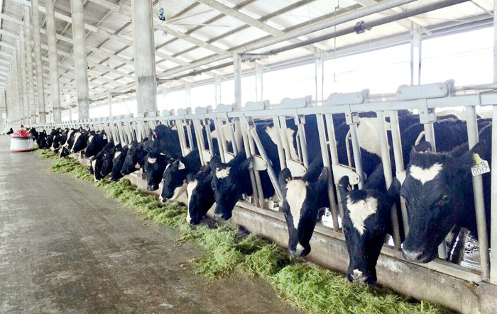 Vinamilk tiên phong sản xuất sữa A2 tại Việt Nam - Ảnh 3