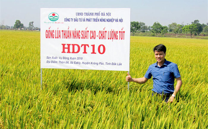 Giống lúa thuần mới HDT10: Sự lựa chọn mới của nhà nông - Ảnh 1
