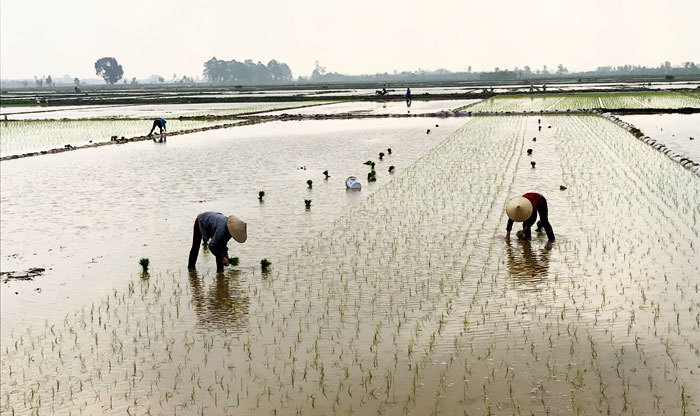 Mực nước sông Hồng thấp kỷ lục: 2.000ha ruộng Mê Linh thiếu nước sản xuất - Ảnh 4