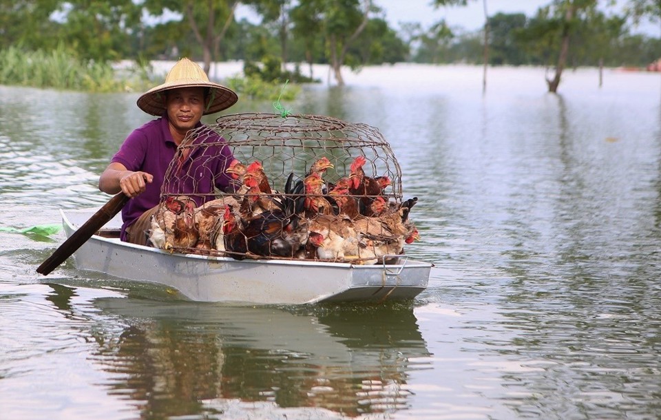 Hà Nội: Nông nghiệp thiệt hại nặng nề do mưa lũ - Ảnh 1