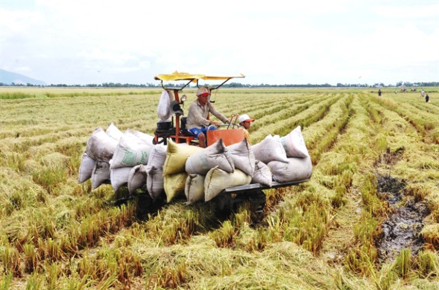 Giá lúa gạo tại Đồng bằng sông Cửu Long giảm 200 - 500 đồng/kg - Ảnh 1