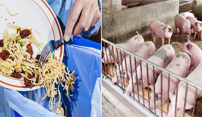 Hà Nội: Kiểm soát vận chuyển thức ăn dư thừa phòng chống dịch tả lợn - Ảnh 1
